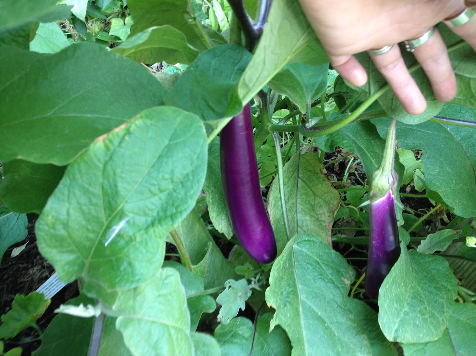 IMG_2849(1) Banana Kelly CIA Inc